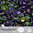 Cristal Checo - Pinch - 5x3mm - Iris Purple (100 Uds.)