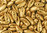 Cristal Checo - Chilli - 4x11mm - Gold Satin (40 Uds.)