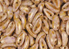 Cristal Checo - Chilli - 4x11mm - Lila Bronze Marbled (40 Uds.)
